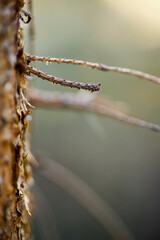 Wall Mural - spooky fir tree twig macro closeup in autumn with blurred bokeh background