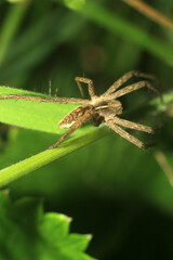 Wall Mural - spider