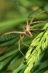Wall Mural - spider