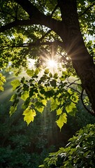 Wall Mural - Tree branches with sunlight filtering through green leaves.