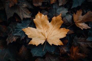 Wall Mural - autumn leaf background