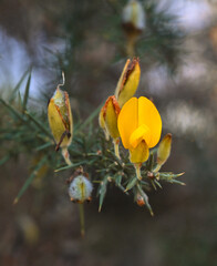 Wall Mural - Beautiful close-up of ulex europaeus