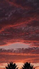 Wall Mural - Vibrant pink sunset sky over rooftops and forest