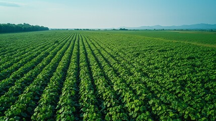 Wall Mural - Aerial view of a huge, lush bean field with a clear blue sky in the background