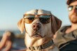 © taelefoto - Dog with Sunglasses Enjoying a Sunny Day at the Beach Relaxing with Friends