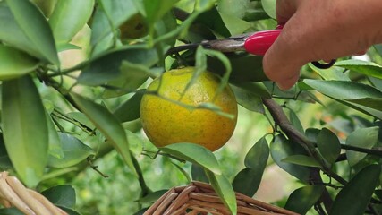 Wall Mural - harvesting orange