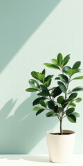 Poster - Elegant indoor plant casting shadow on minimalistic background