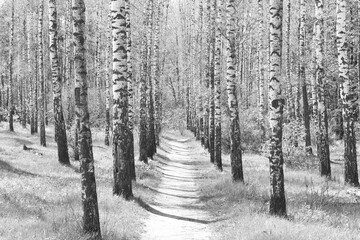 Wall Mural - black-and-white photo with white birches