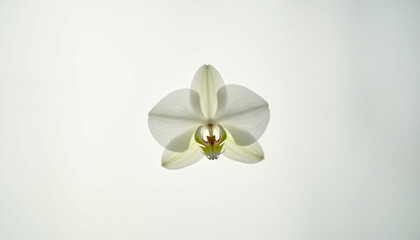 Canvas Print - A single white orchid blossom  delicately presented against a stark white backdrop.