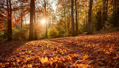 Canvas Print - Golden hour in an autumn forest.  Sunlight filters through the trees, illuminating a carpet of fallen leaves.