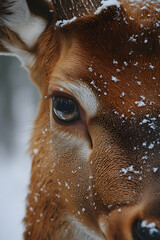 Close-up of a deer's eye in winter snow.