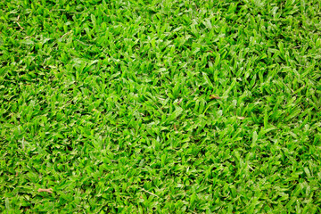 Canvas Print - green grass texture