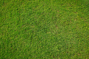 Canvas Print - green grass background