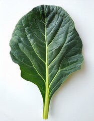 Wall Mural - Single vibrant green collard leaf against a white backdrop.