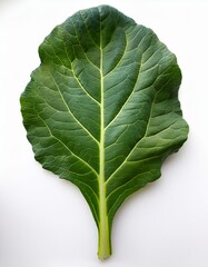 Wall Mural - Single vibrant green collard leaf against a bright white backdrop.