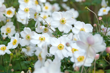 Wall Mural - White Japanese Anemone, Anemone x hybrida ‘Honorine Jobert’ in flower.