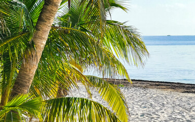 Wall Mural - Palm tree palm trees at the Caribbean beach Cancun Mexico.