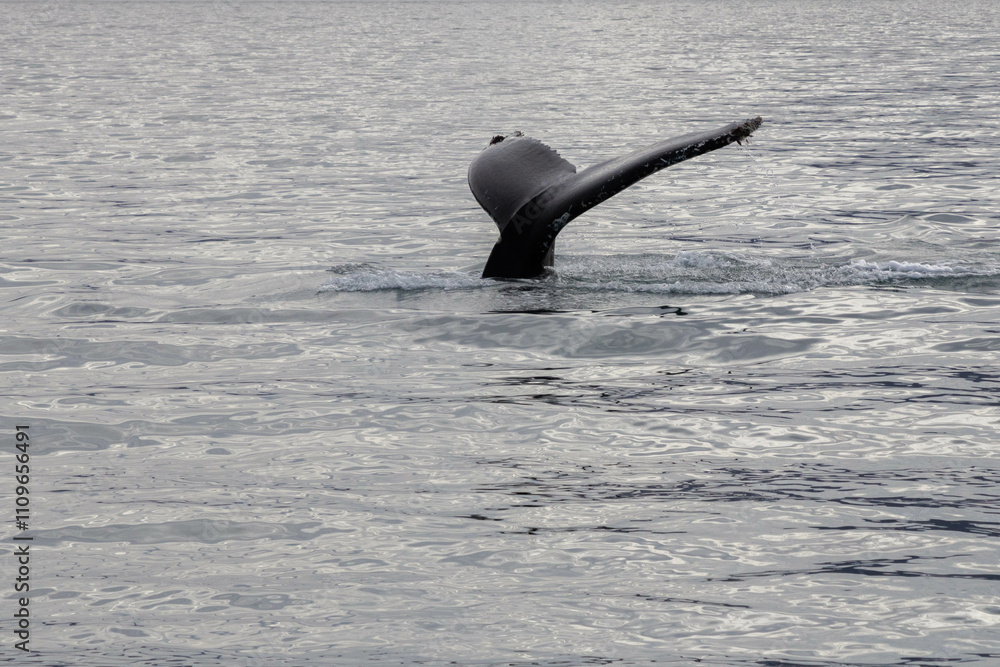 Majestic Whale Tail Emerging from the Ocean in Icelandic Waters Stock ...
