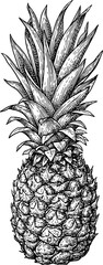 Canvas Print - pineapple ink sketch.
