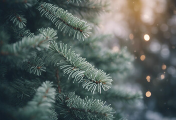 Christmas tree pine garland spruce plant fir