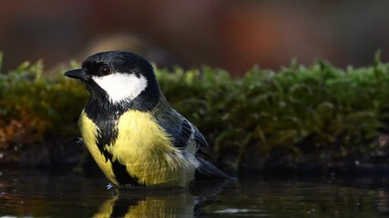 Canvas Print - Great Tit Parus major Bathing. Vibrant Bird with Active Wing Movement and Splashing Water Close-Up. Slow motion.