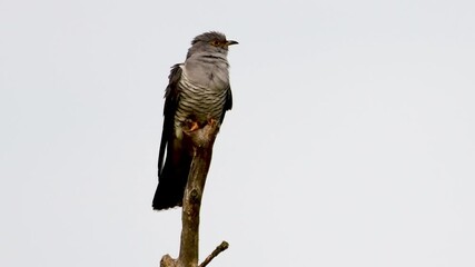 Wall Mural - Bird Common cuckoo Cuculus canorus, in the wild.