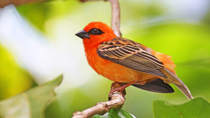 red fody (foudia madagascariensis) perched in praslin, seychelles