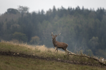Wall Mural - red deer during rutting season. deer on the mountains meadow. european wildlife.