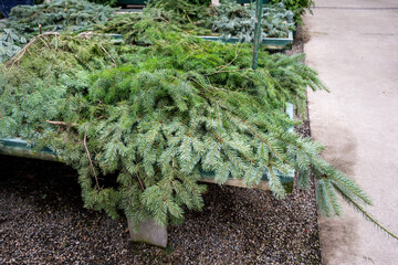 Pile of fresh cut evergreen tree boughs for sale for hand crafting Christmas and winter holiday decorations
