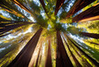 © USH - redwood forest with sunlight beams