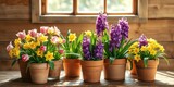 A vibrant mix of potted hyacinths and tulips in shades of purple, yellow, and pink, arranged in a row on a wooden surface, bathed in warm sunlight streaming through a window.