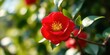 © Vibrant Visions Pixe - A vibrant red blossom with a golden yellow center, surrounded by lush green foliage, captures the essence of springtime beauty.