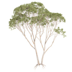 Isolated Eucalyptus tree on transparent canvas