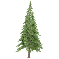 Wall Mural - 3d illustration of Spruce tree isolated on transparent canvas