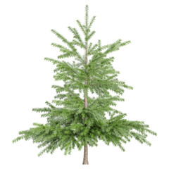 beautiful Balsam fir tree isolated on transparent background