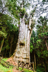 Wall Mural - The Shuishan Giant Tree Trail at Alishan Forest Recreation Area in Chiayi, Taiwan. 