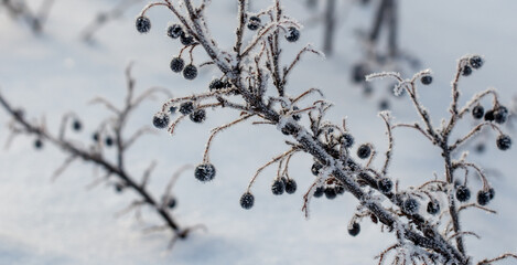 Wall Mural - A branch covered in snow and berries