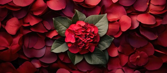 Wall Mural - vibrant red carnation flower surrounded by soft petals creating an exquisite floral backdrop for ele