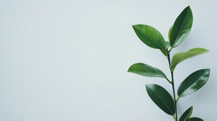 Wall Mural - Fresh green leaf branch against a soft white background conveying tranquility and nature's beauty for fresh design concepts