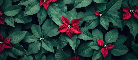Poster - Cozy Christmas Background with Vibrant Poinsettias and Lush Green Leaves Perfect for Holiday Decor and Seasonal Celebrations
