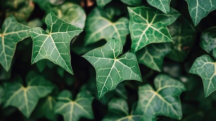 Wall Mural - Low key lighting close-up of lush green ivy leaves showcasing natural light and shadow in a serene nature background