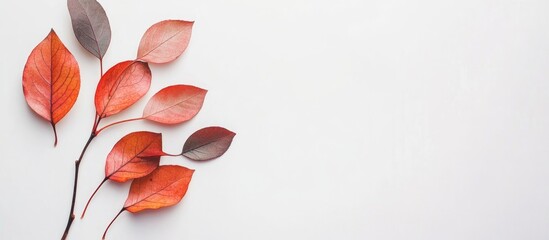 Poster - Autumn leaves in vibrant red and orange hues isolated on a white background celebrating the beauty of seasonal change.