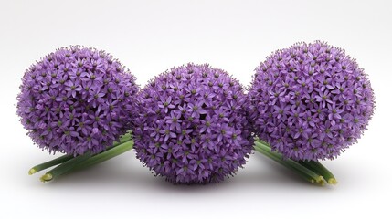 Wall Mural - vibrant purple allium flower heads with lush green stems showcasing their unique spherical shape and