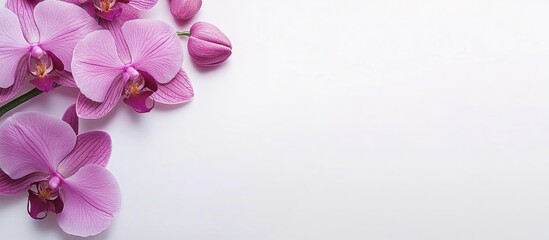 Aufkleber - Purple pink orchid flowers elegantly arranged with ample copy space for advertising and design purposes