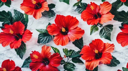 Wall Mural - vibrant red hibiscus flowers with lush green leaves arranged artistically on a bright white backgrou