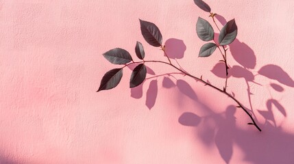Fototapete - Shadow of rose leaves on pink concrete wall creating an abstract nature background with space for text overlay poster mockup design