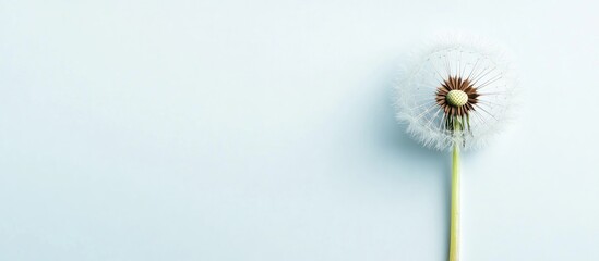 Poster - Dandelion flower isolated on a clean white background showcasing intricate details and natural beauty of this common plant.