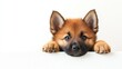 © AImmersive Imagery - Adorable puppy with fluffy fur resting its paws on a white surface looking curiously into the camera in a clean and minimalist setting