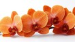 © AImmersive Imagery - Orange orchid flowers arranged elegantly against a clean white background highlighting their vibrant colors and unique textures.