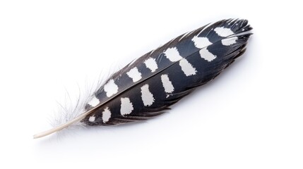 Poster - Beautiful bird feather with intricate black and white patterns on a clean white background, showcasing nature's delicate artistry.